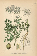 Fool's parsley  Aethusa cynapium