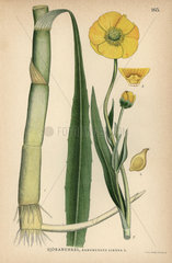 Greater spearwort  Ranunculus lingua