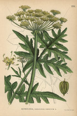 Hogweed  Heracleum sibiricum