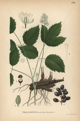 Eurasian baneberry or Herb Christopher  Actaea spicata