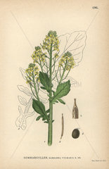 Rocketcress or bittercress  Barbarea vulgaris