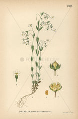 Fairy flax  Linum catharticum