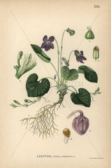 Wood violet  Viola odorata