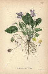 Hairy violet  Viola hirta