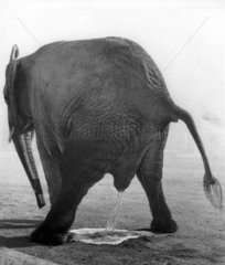 Elefant beim Pinkeln