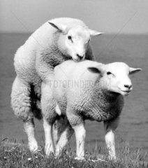 Zwei Schafe beim Sex
