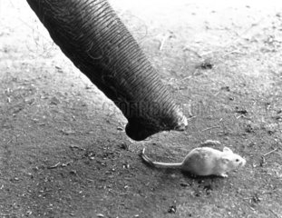 Elefantenruessel saugt Maus