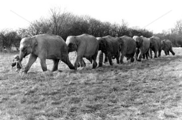 Elefanten gehen mit Maedchen spazieren