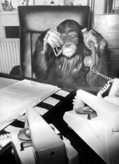Schimpanse telefoniert am Schreibtisch