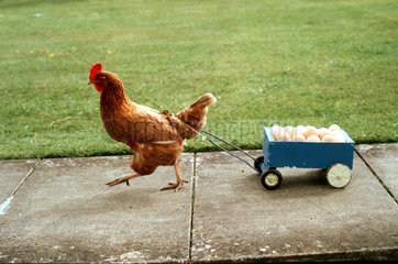 Huhn zieht einen Karren mit Eier