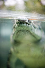 Krokodil an der Wasseroberflaeche