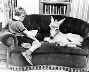 Esel und Kind auf Sofa