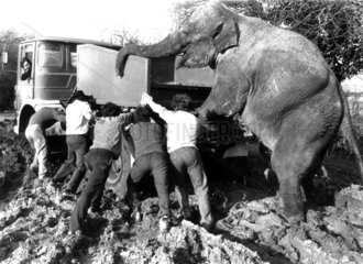 Elefant schiebt Auto