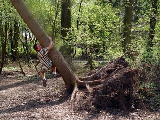 Junge zieht Baum herunter
