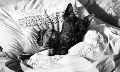Dackel und Foxterrier im Bett