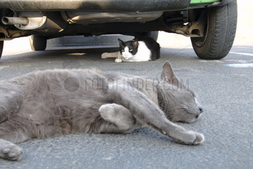 Katzen liegen unter Auto