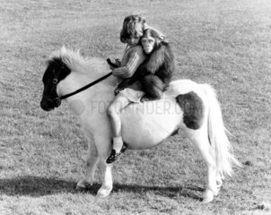 Kind und Schimpanse auf Pferd