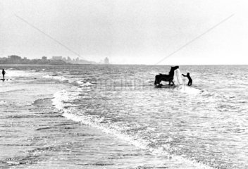 Indien - Bombay   Pferd und Mensch im Meer