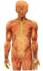 Muskeln  anatomische Schautafel  1905