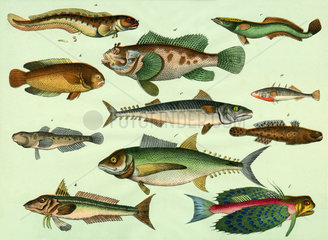 Fischarten  1870