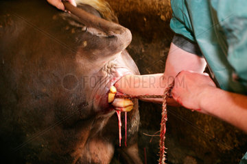 Ein Landtierarzt bei einem Kaiserschnitt an einer Kuh.