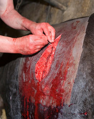 Ein Landtierarzt bei einem Kaiserschnitt an einer Kuh.