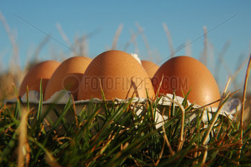 Eier auf Wiese