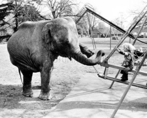 Kind und Elefant schaukeln