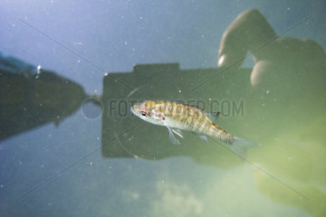 Fisch im Wasser - Kamera und Hand des Fotografen spiegeln sich