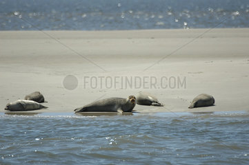 Robben auf einer Sandbank an der Nordsee