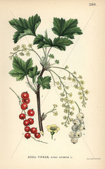Redcurrant  Ribes rubrum