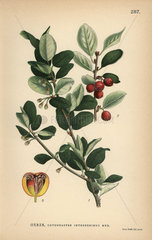 Common cotoneaster  Cotoneaster integerrimus