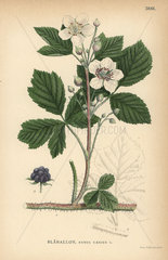 Dewberry bramble  Rubus caesius