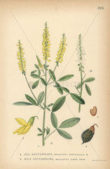 Sweet clover  Melilotus officinalis  and honey clover  Melilotus albus Desr.