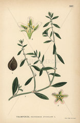 Common knotgrass  Polygonum aviculare
