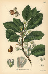 European beech tree  Fagus sylvatica
