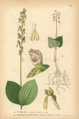 European common twayblade  Listera ovata  and lesser twayblade  Listera cordata