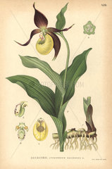 Lady's slipper orchid  Cypripedium calceolus