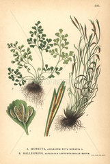 Wall-rue fern  Asplenium ruta-muraria  and northern spleenwort fern  Asplenium septentrionale