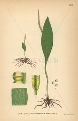 Southern adderstongue  Ophioglossum vulgatum