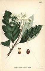 Swedish whitebeam  Sorbus intermedia