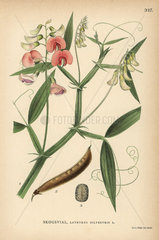 Flat pea  Lathyrus sylvestris