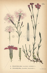 Fringed pink  Dianthus superbus  and maiden pink  Dianthus deltoides