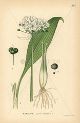 Ramsoms  Allium ursinum