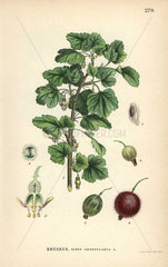 Gooseberry  Ribes grossularia