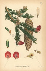 Norway spruce tree  Picea abies