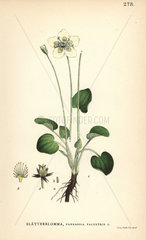 Marsh grass-of-parnassus  Parnassia palustris