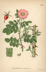 Sweet briar or eglantine rose  Rosa rubiginosa