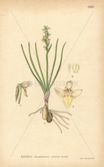 Alpine orchid  Chamorchis alpina Rich.