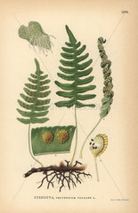 Common polypody fern  Polypodium vulgare